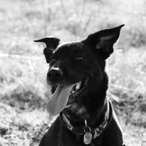 Meet your Posher, Sager